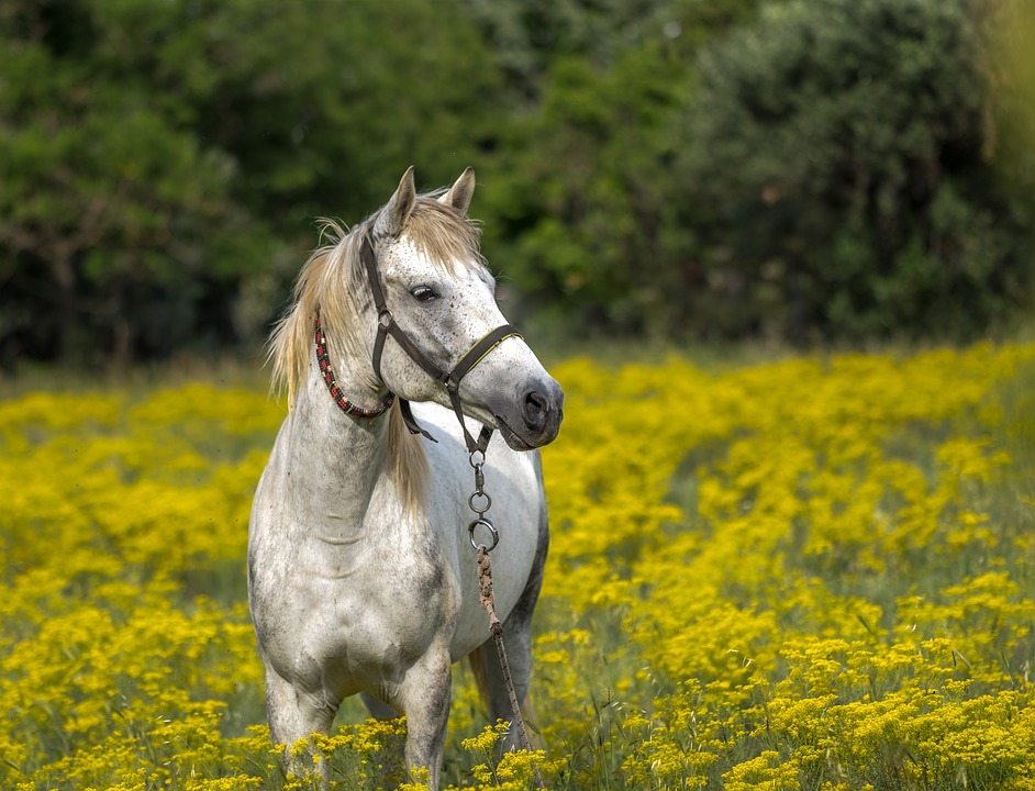 The Martinside Stud